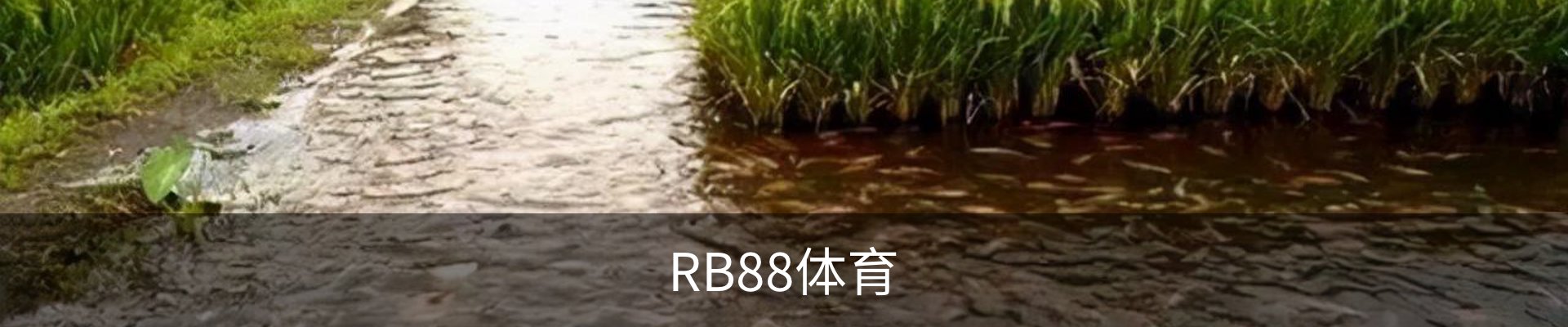 RB88-体育赛事